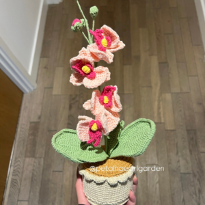 Pink Moth orchids