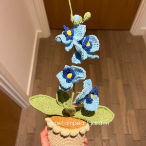 Blue Moth orchids
